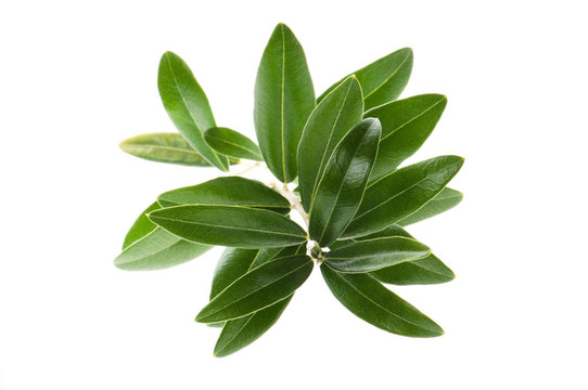 白色的橄欖枝