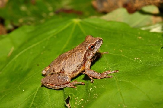 春天偷窺（Pseudacris crucifer）