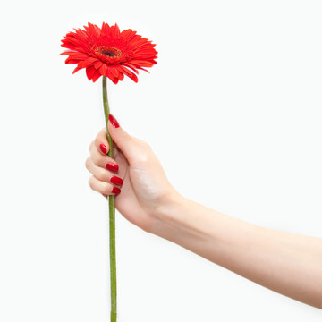 手紅花