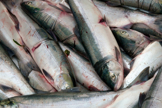 幾個(gè)剛捕獲的鮭魚