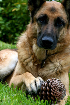 一個松果German Sheppard