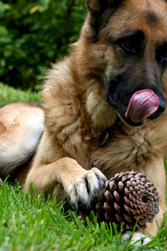 German Sheppard舔嘴唇