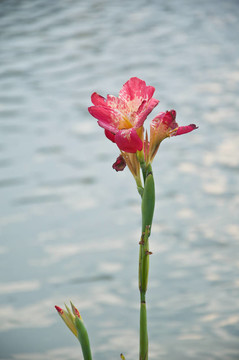 泰國(guó)美人蕉花