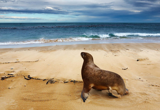 海獅