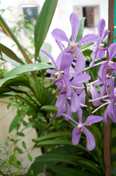 紫色蘭花