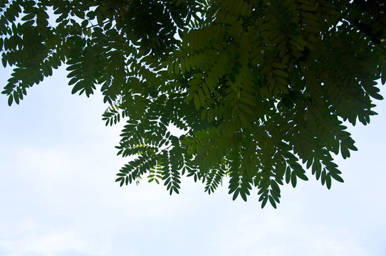 葉在天空