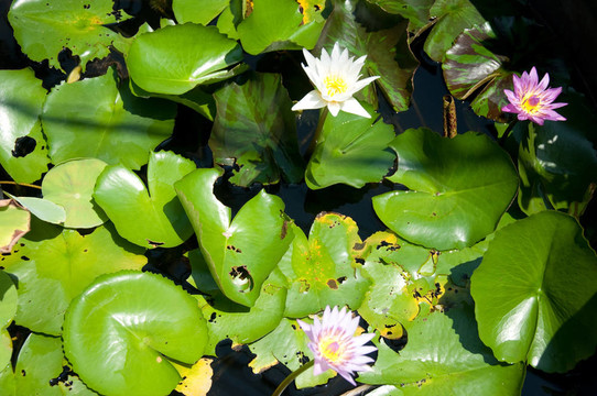 蓮花泰國