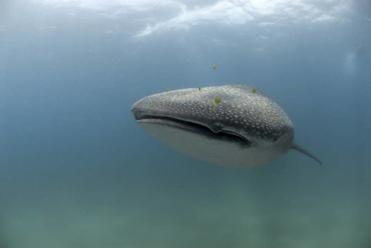 微笑whaleshark