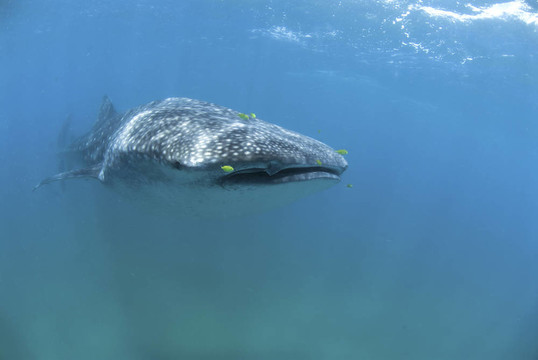 浮游生物饋線