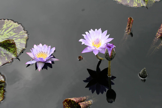 水百合