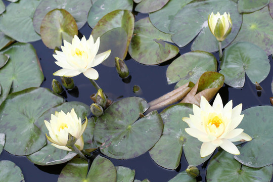 水百合