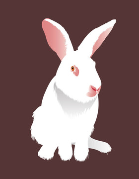 白色的兔子