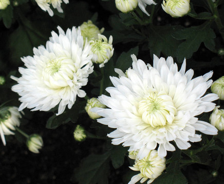 菊花