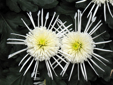 菊花