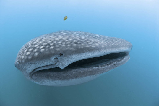 張開(kāi)嘴whaleshark
