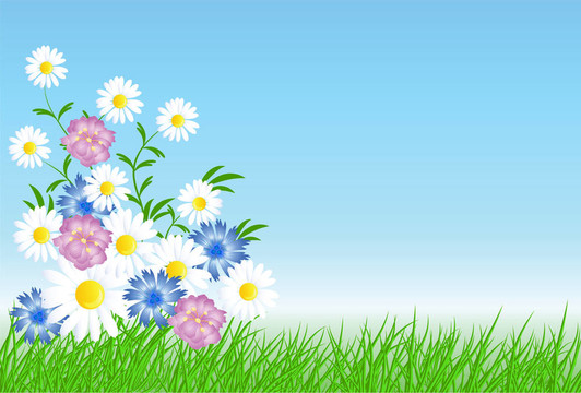 Cornflowers；綠色的草camomiles