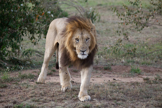 非洲獅（Panthera leo）