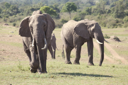 非洲大象（Loxodonta africana）