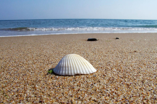 海蚌沙灘