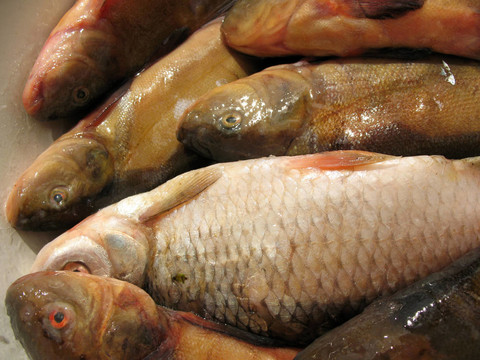 淡水魚在碗里