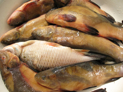 淡水魚在碗里