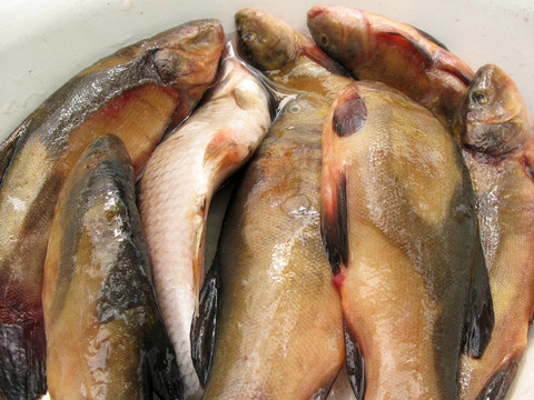 淡水魚在碗里