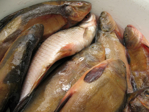 淡水魚在碗里