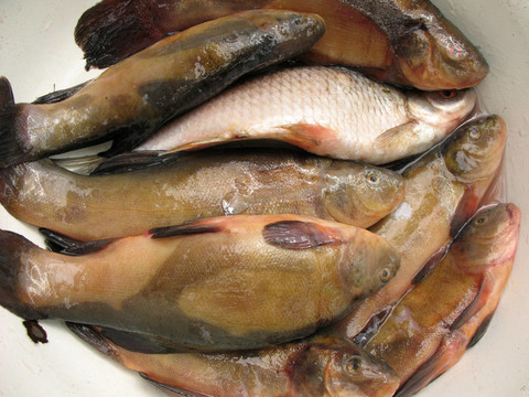 淡水魚在碗里