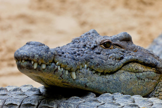尼羅河鱷魚；Crocodylus niloticus