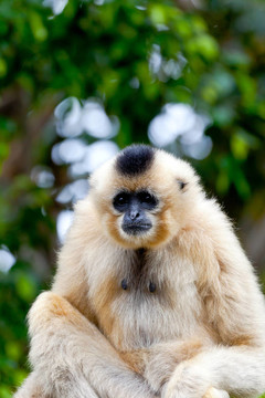 金色的臉頰，Gibbon；Nomascus gabriellae