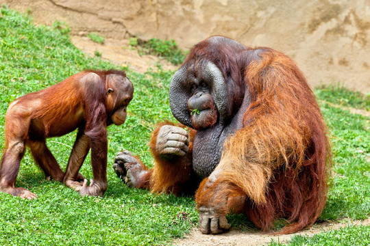 猩猩的Borneo；Pongo Pygmaeus