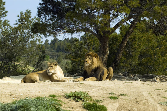 獅子和獅子（Panthera leo）