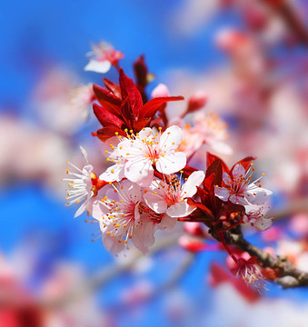 櫻桃樹開花