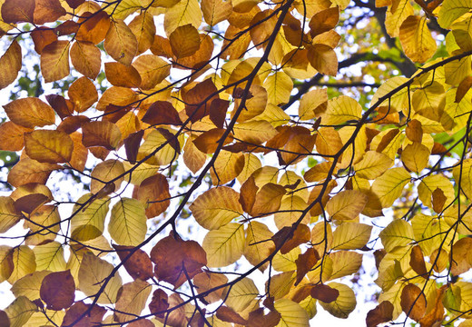 秋天树上美丽的橡树叶子发出和谐的图案