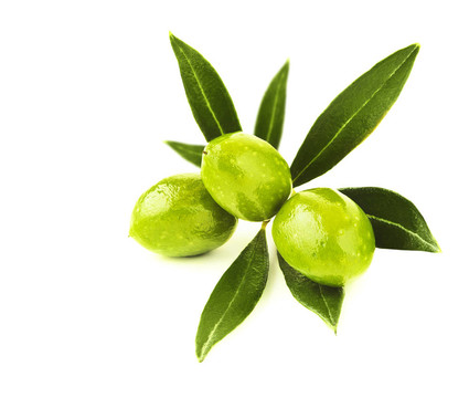 鮮綠橄欖枝