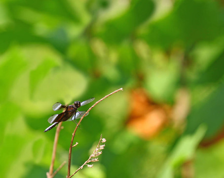 一個成年男性的寡婦撇渣器（Libellula luctuosa）以一個與你的文本間老薄荷小枝休息。