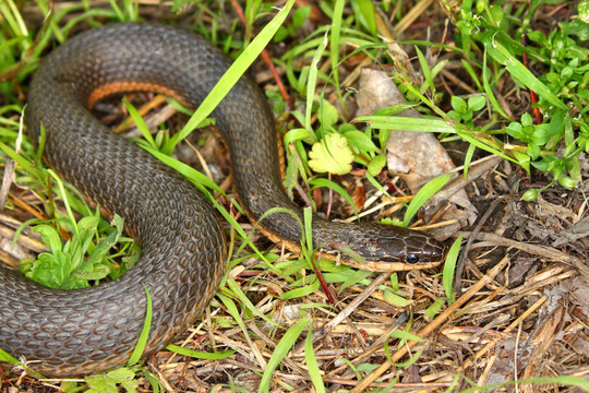Queen Snake（瑞加娜septemvittata）