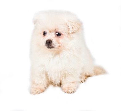 博美犬斯皮茨狗在白色背景