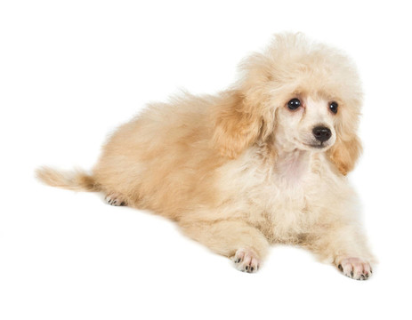 杏色貴賓犬的畫像在白色背景