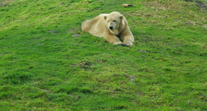 在動物園icebear