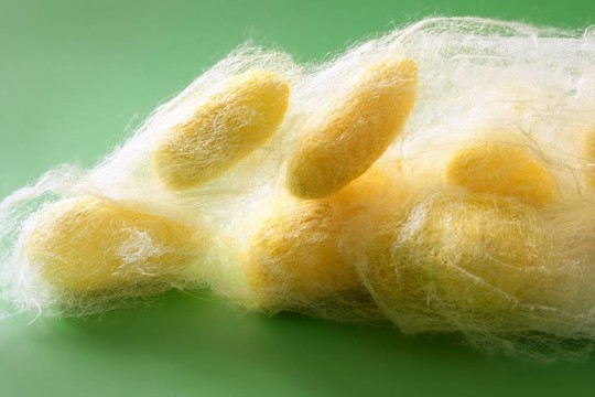 蠶多蠶網(wǎng)