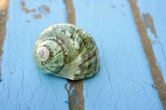 藍木沙灘地板綠貝殼