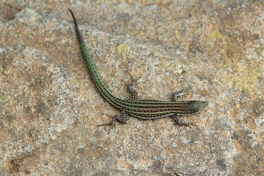 福門特拉島的蜥蜴Podarcis pityusensis formenterae