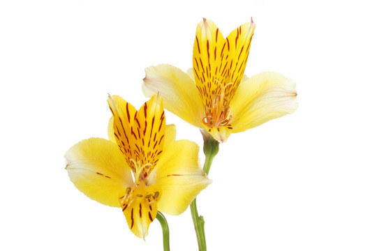 莉莉花兩天