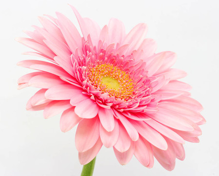 粉色非洲菊