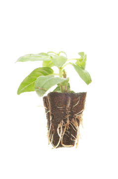 植物幼苗