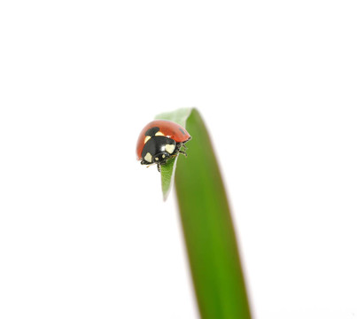 瓢蟲