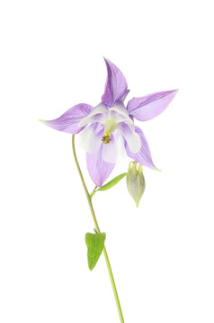 耬斗菜的花