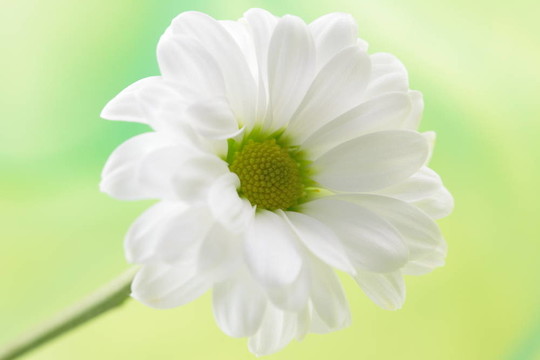 白色雛菊