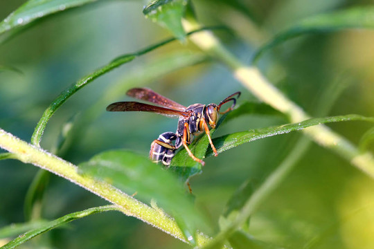 胡蜂